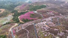 赏漫山樱花、泡能喝的温泉，福建清流将
