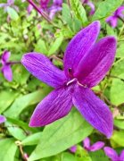 紫云杜鹃还是疏花山壳骨