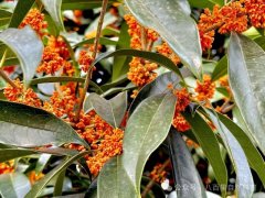 秋日赏桂正当时：丹桂花