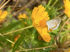硫华菊深秋盛放，泾渭湿