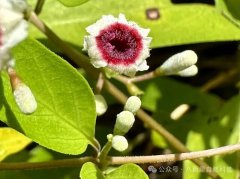 鸡屎藤：名虽不雅、花却