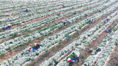 香菊采收正当时：峡江特