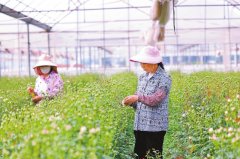 苍岭镇3420亩鲜花开出3.5亿