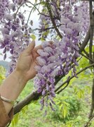 紫藤：垂垂花穗的庭院藤