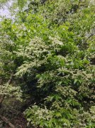 山矾：清雅白花的乡土灌