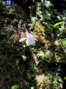 云南多地新发现频出 珍稀