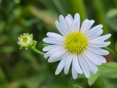 夏日道旁的淡紫小菊：马