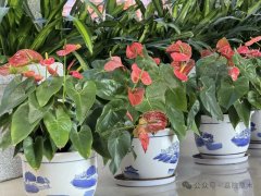 红掌为什么像假花？佛焰